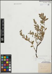 Foto von Salix repens subsp. incubacea (L.) A. Neumann